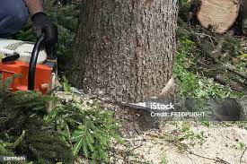 Best Tree Disease Treatment  in Hamilton, GA