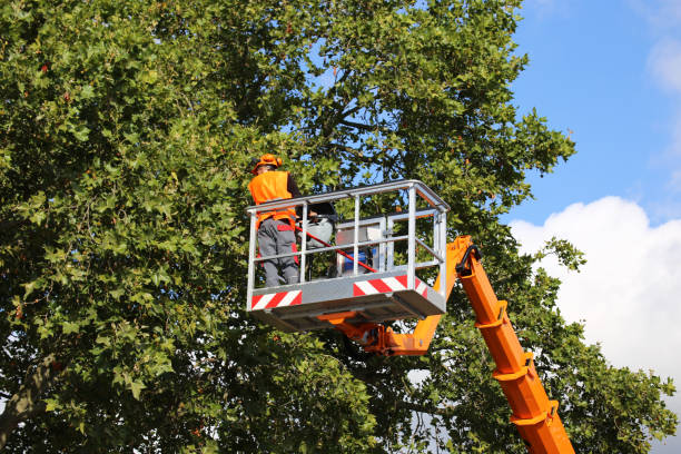 Best Tree Cabling and Bracing  in Hamilton, GA