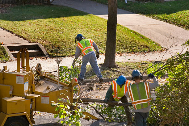Best Organic Lawn Care Solutions  in Hamilton, GA