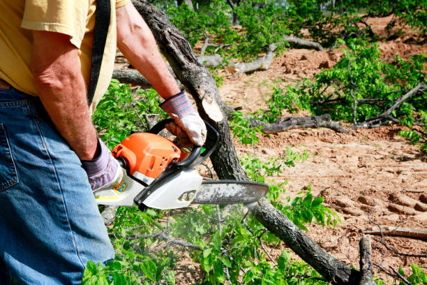 Best Lawn Renovation and Restoration  in Hamilton, GA